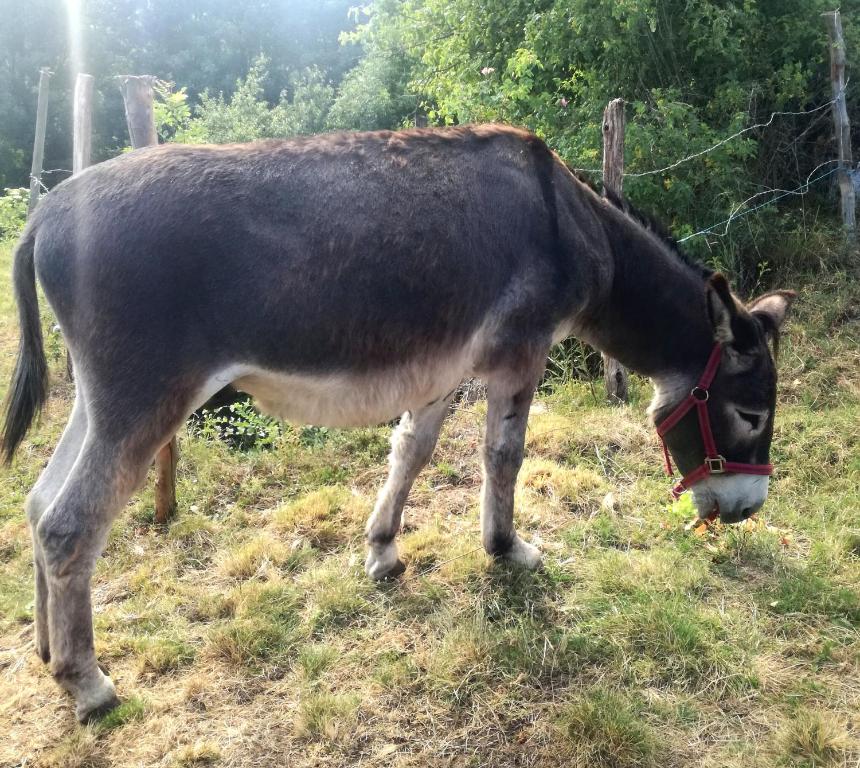 Zvířata v ubytování v soukromí nebo okolí