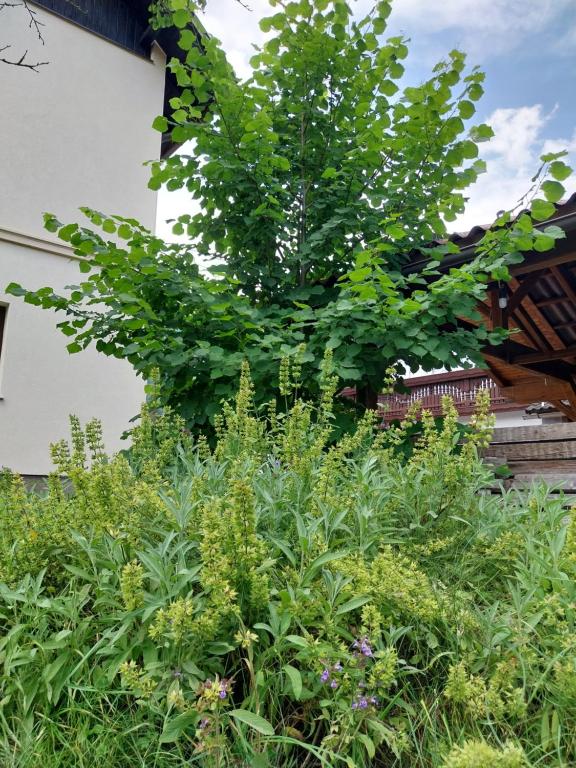 Zahrada ubytování Apartma Praprot