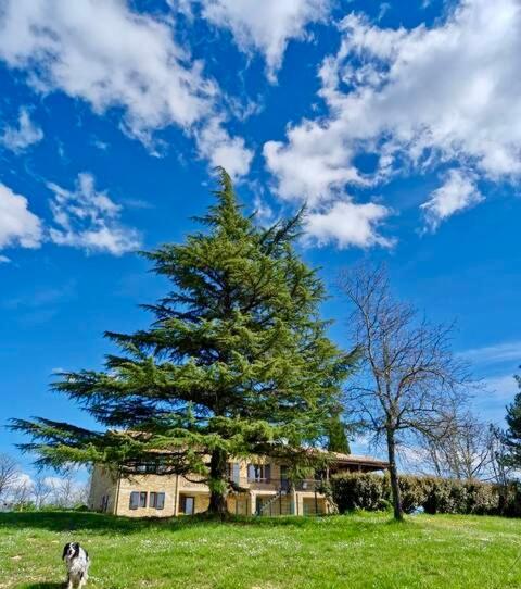 un chien debout dans un champ à côté d'un arbre dans l'établissement Les Hauts de Courrech, à Grézels