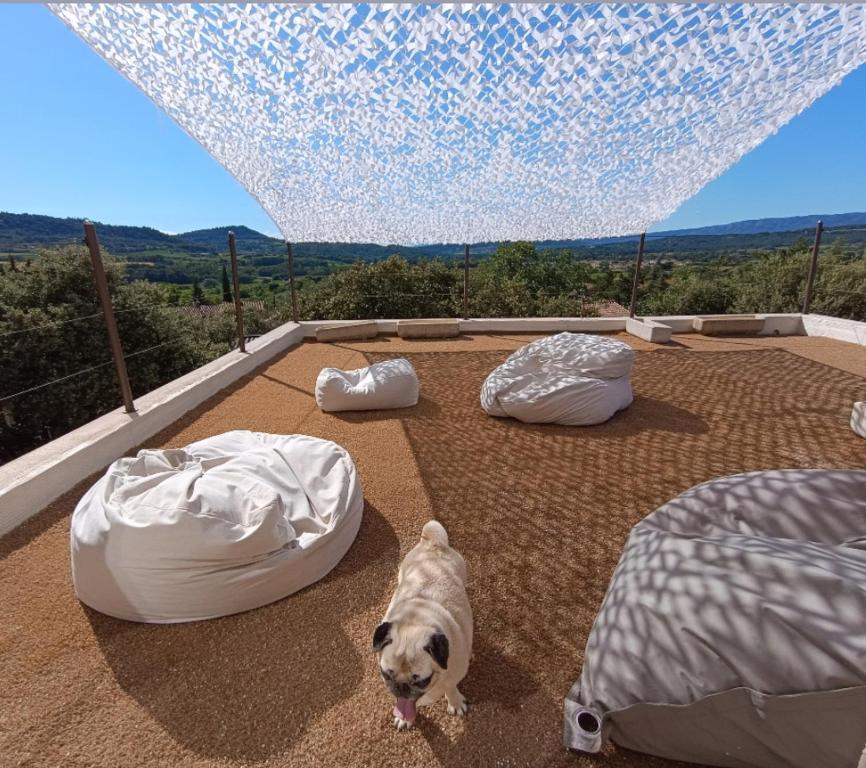 a dog laying on the ground next to two beds at Là où le Ciel est né Beau mas pierres et contemporain sur grande propriété vue Mont Ventoux dentelles de Montmirail in Blauvac