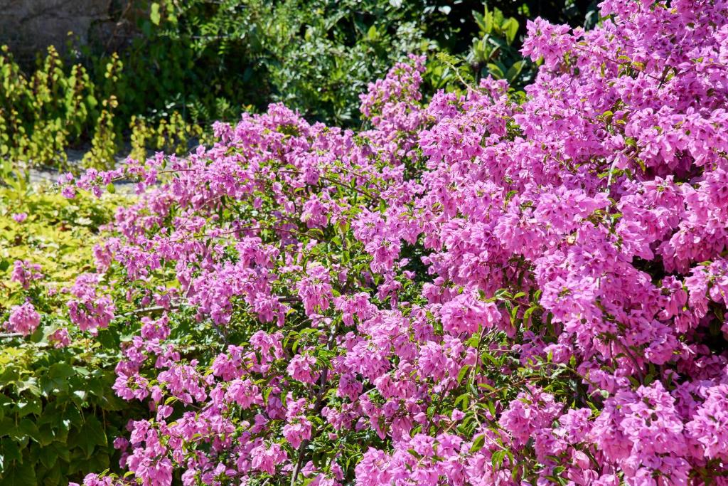 a bunch of purple flowers in a garden at Beach & Nature Villa with Amazing Pool by TimeCooler in Setúbal