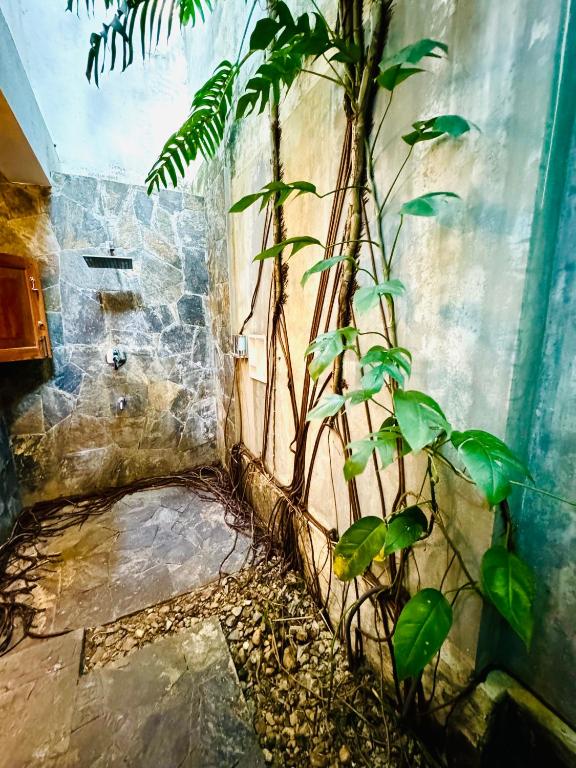 a plant is growing on the side of a wall at Anama by Queens Mount in Tangalle