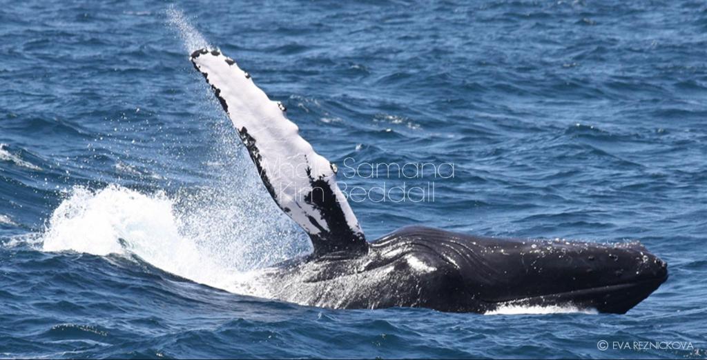 Altri animali domestici presso l'appartamento o nei dintorni