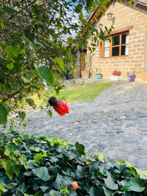 Zahrada ubytování Cabañas Los Cactus