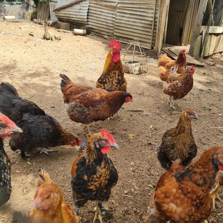 Casa Parcela Spa a 10 minutos del Aeropuerto Araucanía con acceso al Río