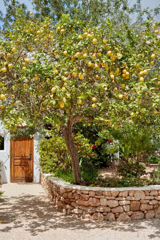 Zahrada ubytování Valley Club Ibiza - Boutique Agroturismo
