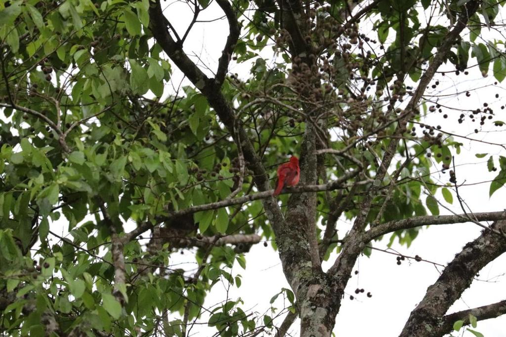 Fotografie z fotogalerie ubytování Birdsong lodge v destinaci Mocoa
