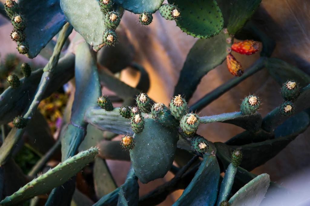 Fotografie z fotogalerie ubytování A la maison B&B v destinaci Xagħra