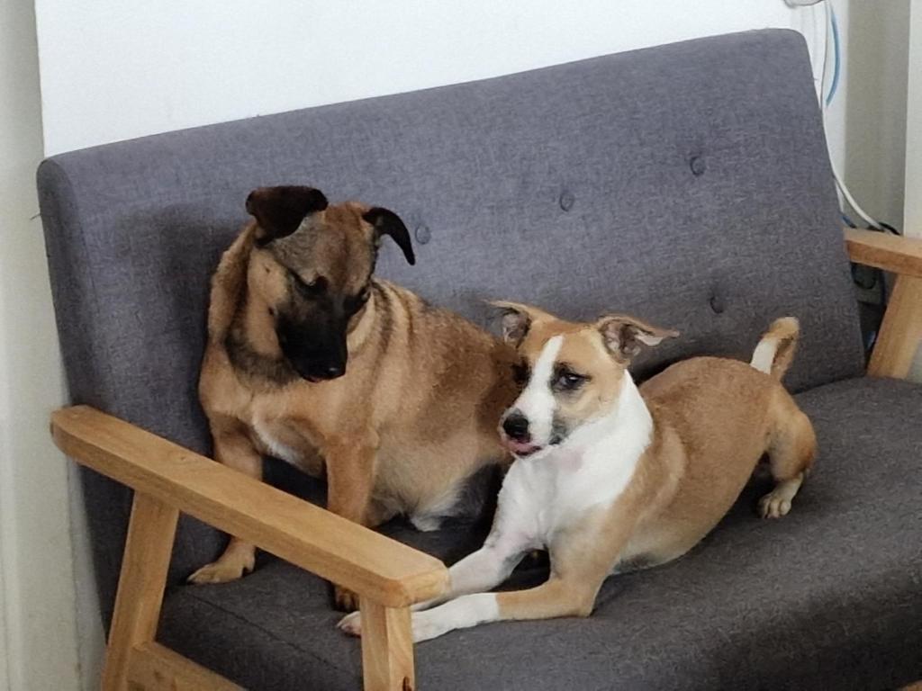 two dogs are sitting on a chair at Apartment Lublana in Ljubljana