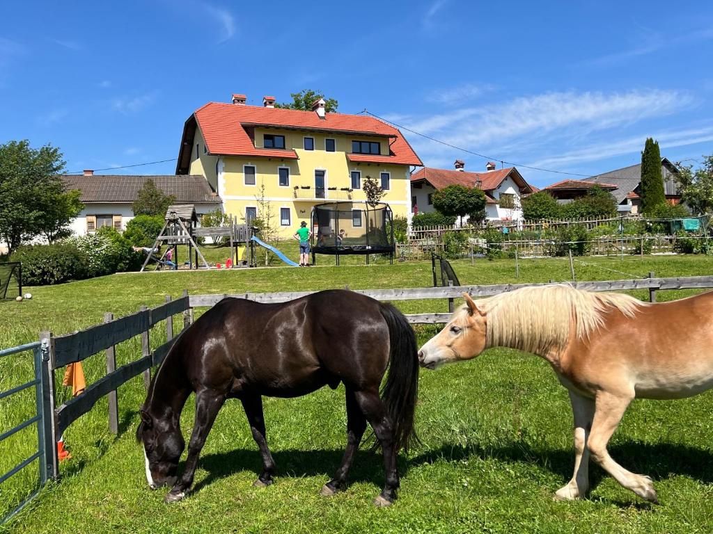 Zvířata v apartmánu nebo okolí