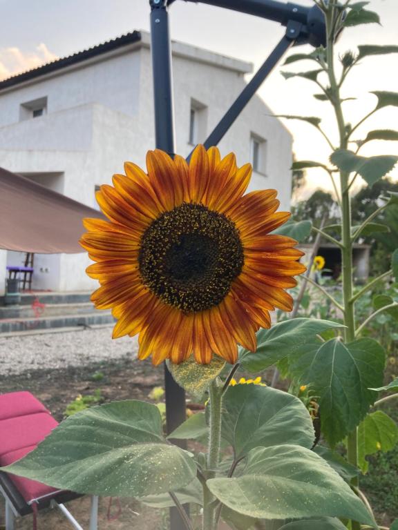 Vonkajšia záhrada v ubytovaní Villa del Lupo