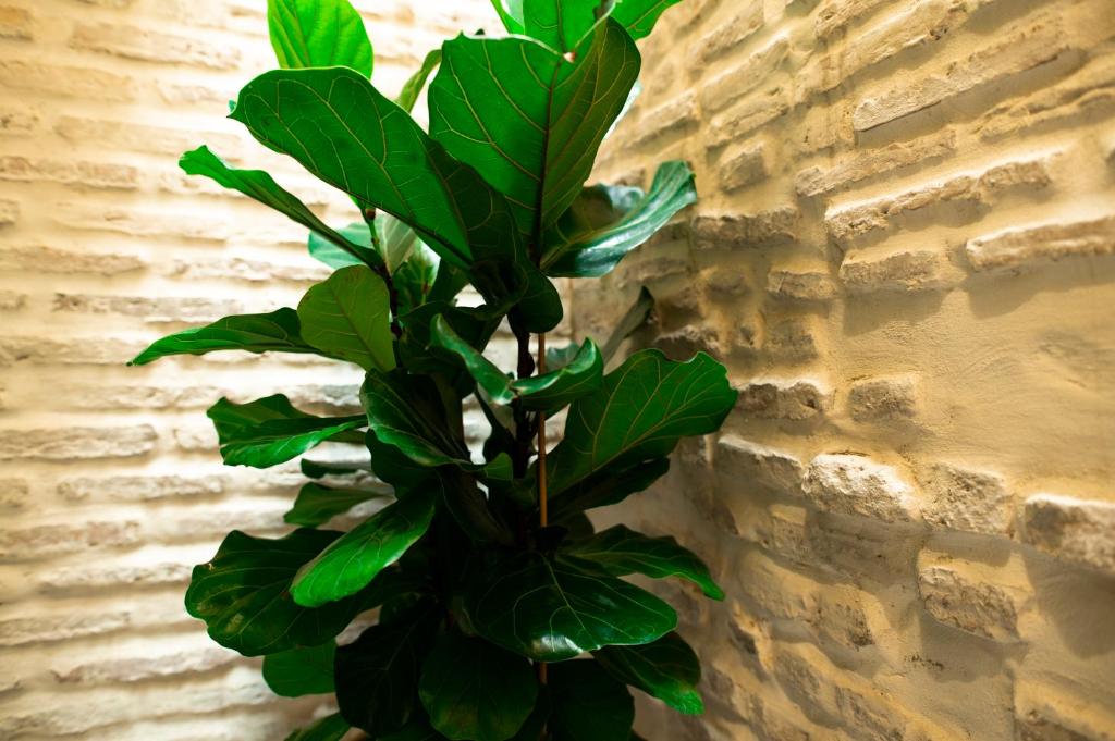 Legado Magdalena Hotel - Resim 9