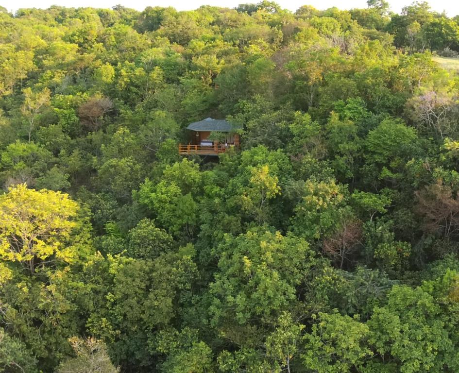 an object in the middle of a forest of trees at Ecolodge La Corocora in Monterrey
