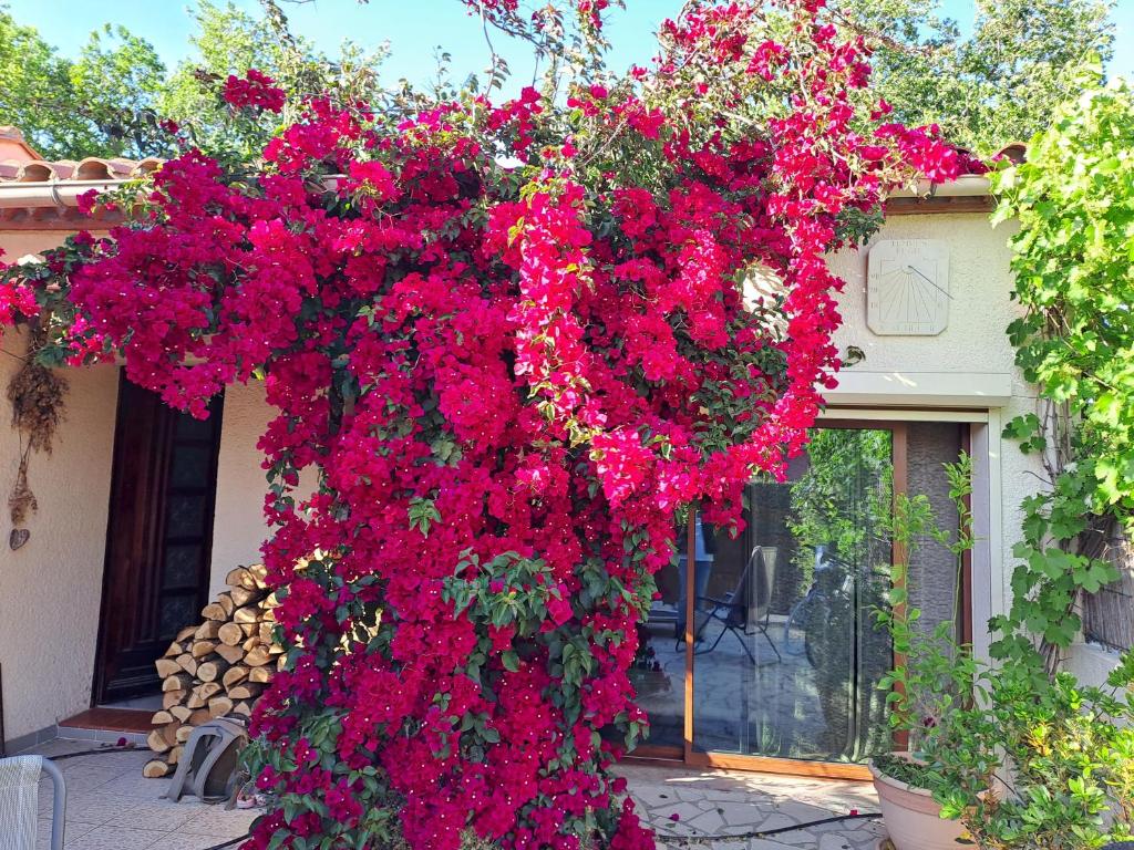 Une bande de fleurs roses suspendues à un bâtiment dans l'établissement Villa 8 pers,10min de la mer climatisée, à Argelès-sur-Mer