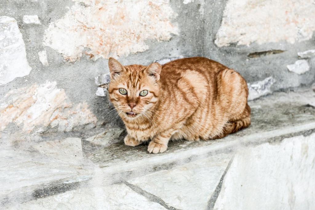 Domácí mazlíčci ubytovaní s hosty v ubytování Ermina House