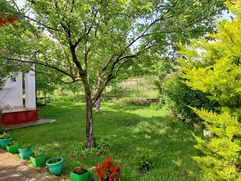 Zahrada ubytování Riza Guest House