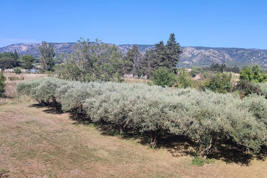 una hilera de olivos en un campo en Véritable maison de campagne nouvellement rénovée au pied du Lubéron, en Cheval Blanc