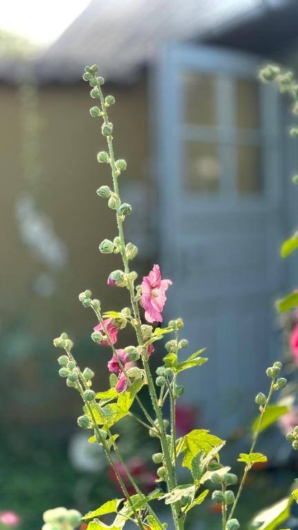 Giardino di Dyrlev Bed & Breakfast