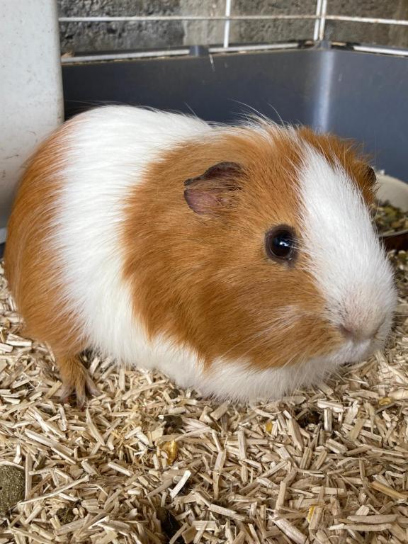 Zvířata v prázdninového domu nebo okolí