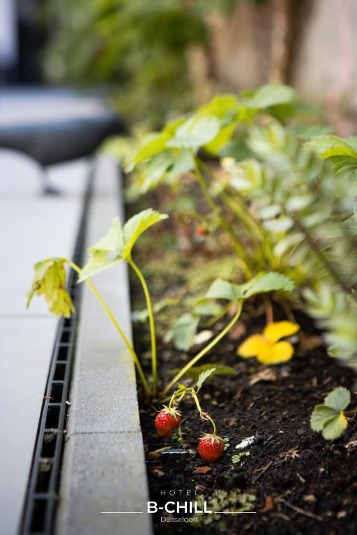 B-Chill Düsseldorf - Resim 30