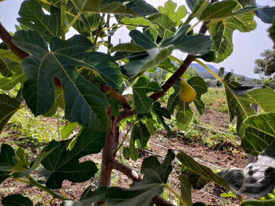 Zahrada ubytování Appartamento Sulcis Sardegna