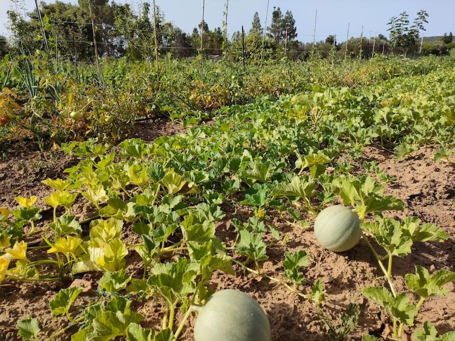 Zahrada ubytování Appartamento Sulcis Sardegna