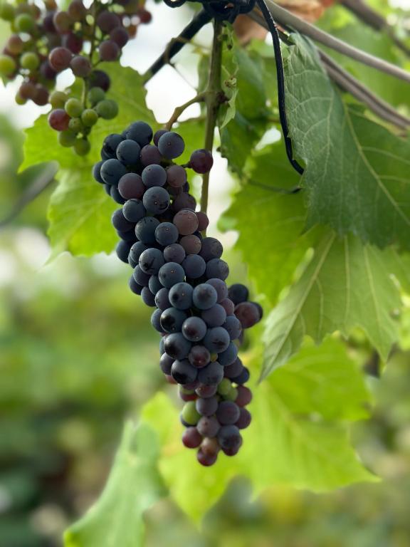 a bunch of black grapes hanging from a tree at Villa Zeko in Gjirokastër