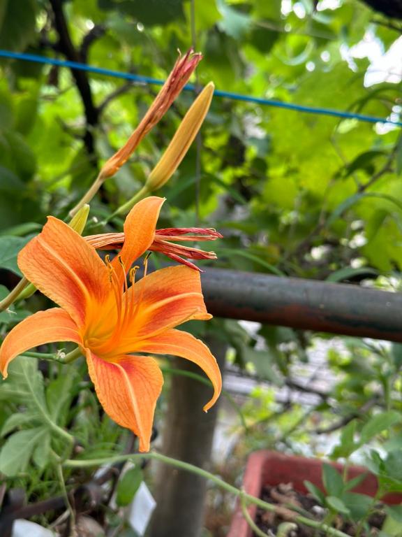 an orange flower is growing on a pole at Villa Zeko in Gjirokastër