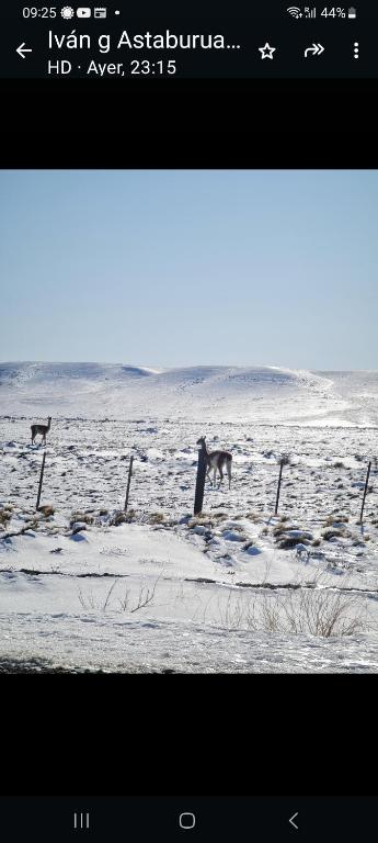 Calafates y lavandas