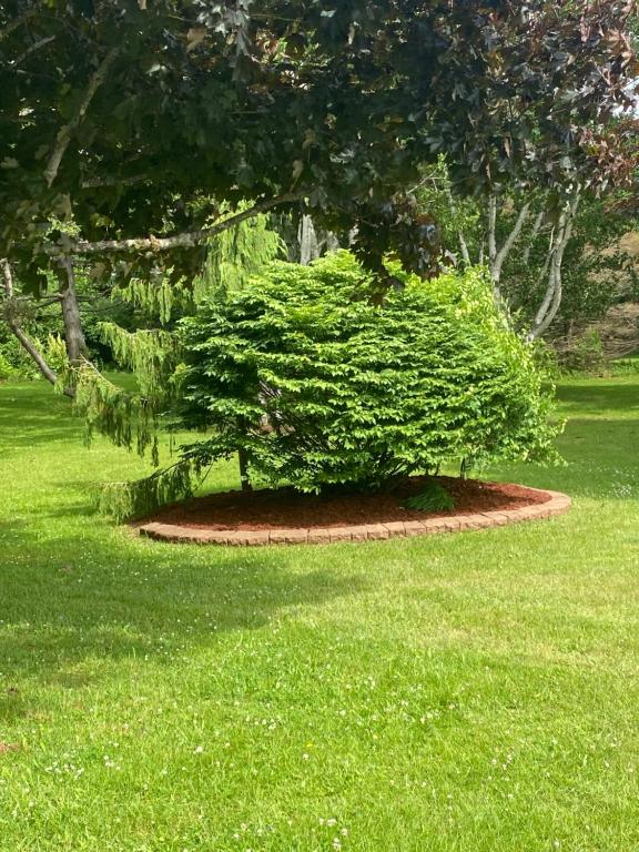a bush sitting in the middle of a grass field at Sunny Isle Motel in Summerside