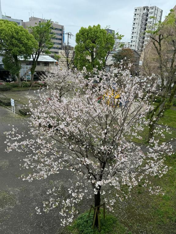 Fotografie z fotogalerie ubytování Hotel Ninestates Kagoshima v destinaci Kagošima