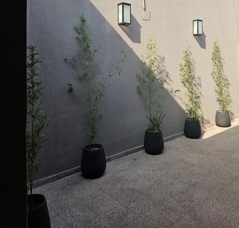 trois plantes en pot sont alignées contre un mur dans l'établissement departamentos temporarios corrientes, à Corrientes