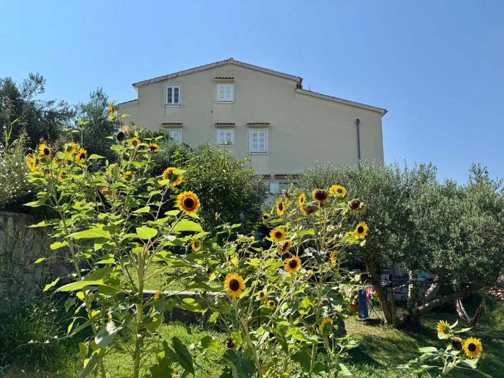 Zahrada ubytování Apartments Maričić Banjol
