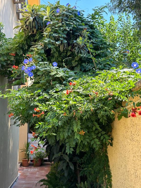 Zahrada ubytování Villa Danlin Hotel