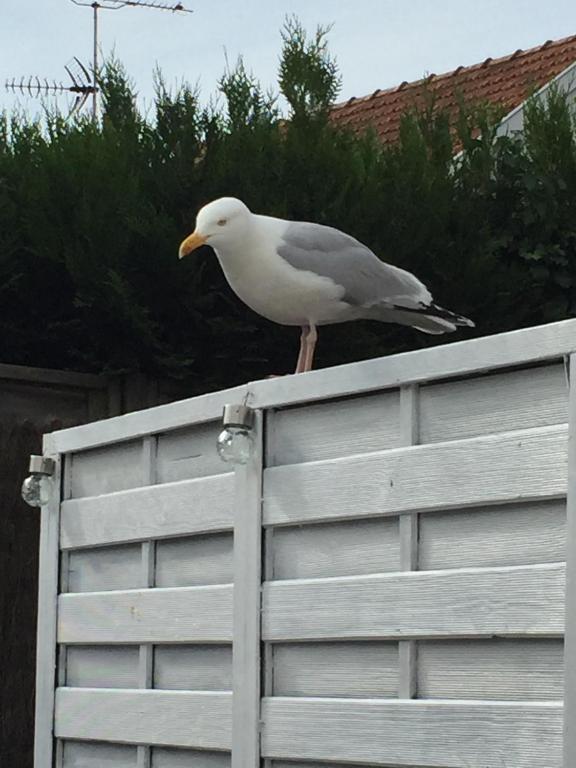 une mouette assise au sommet d'une clôture dans l'établissement Villa Ner Pensea à 250 m de la plage location samedi au samedi, à Saint-Gilles-Croix-de-Vie
