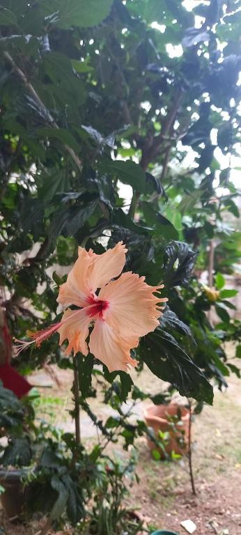 サクアレマにあるHospedaria Terapêutica para Mulheresの木に咲いた大きな桃色の花