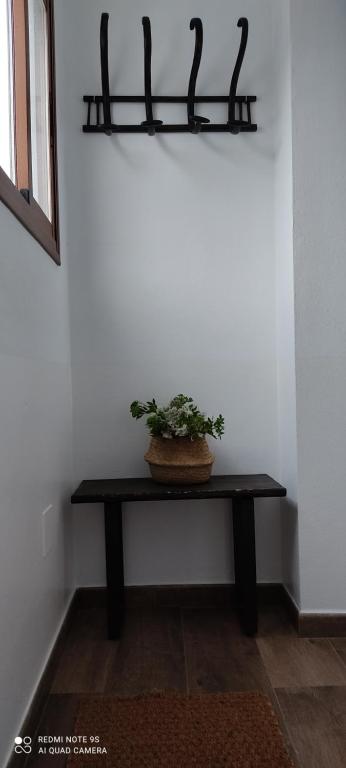 a plant sitting on a table in a room at Apartamentos Bolonia - M a n u e l a in Bolonia