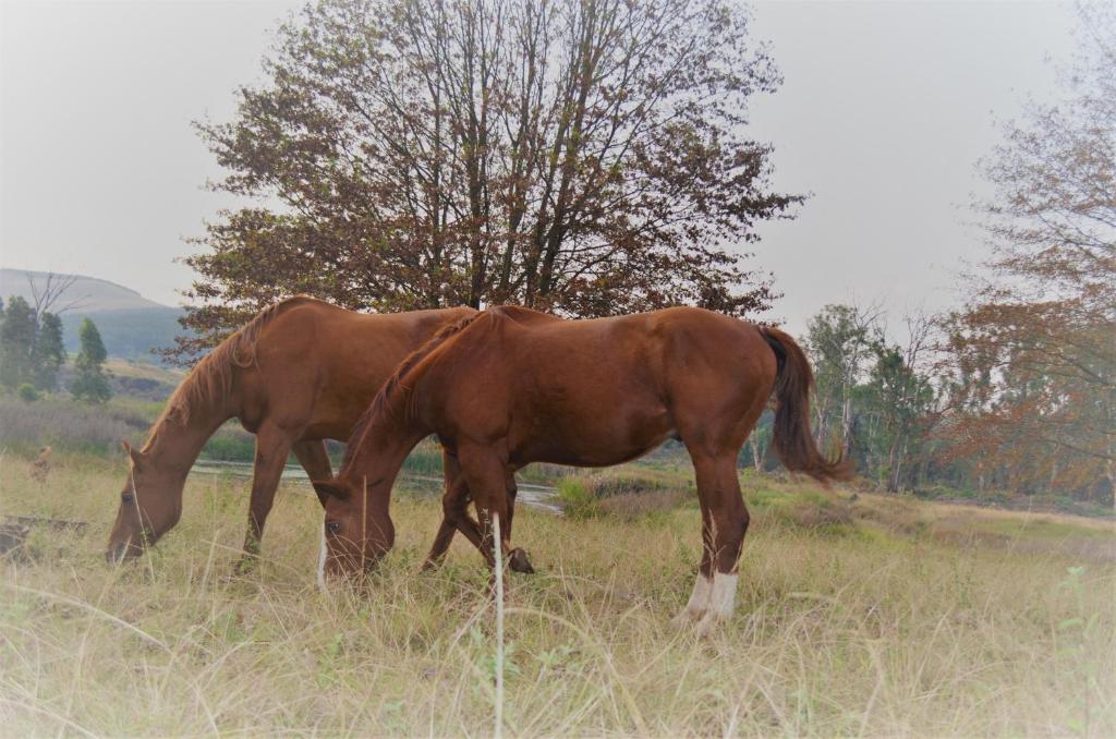 two horses grazing in a field of tall grass at Eagles Rest Cottage in Greytown