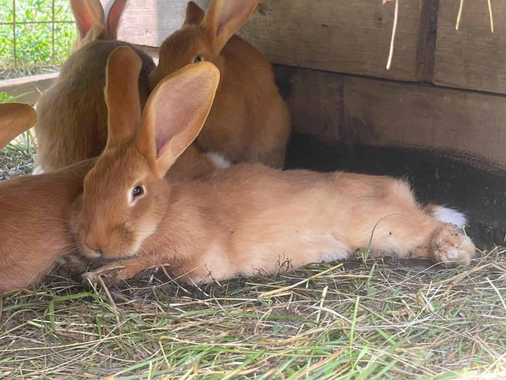 Zvířata v penzionu nebo okolí