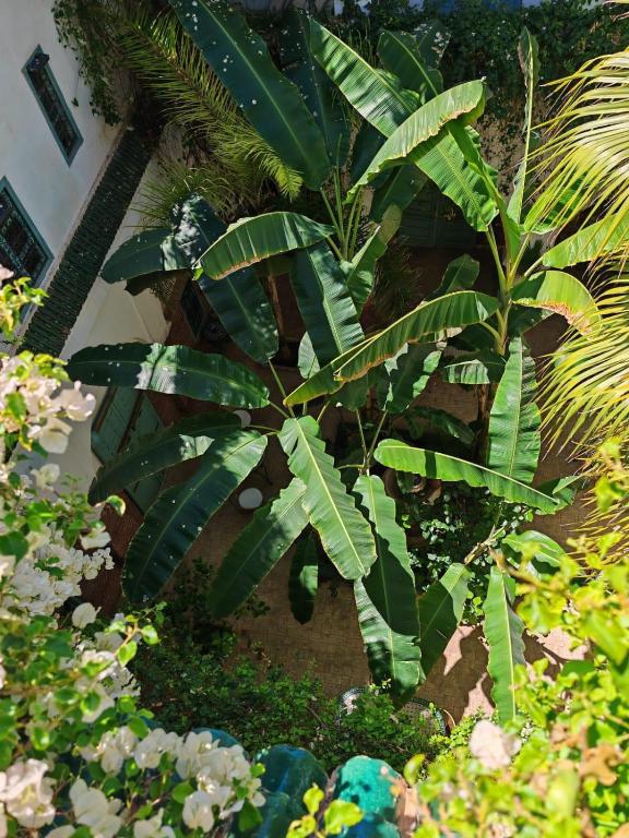 Zahrada ubytování Riad maison Bounouar