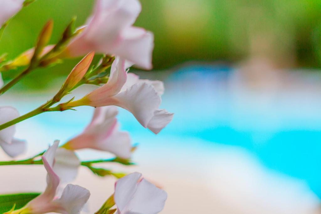 un primo piano di fiori rosa su una pianta di La Rotonda a Mattinata