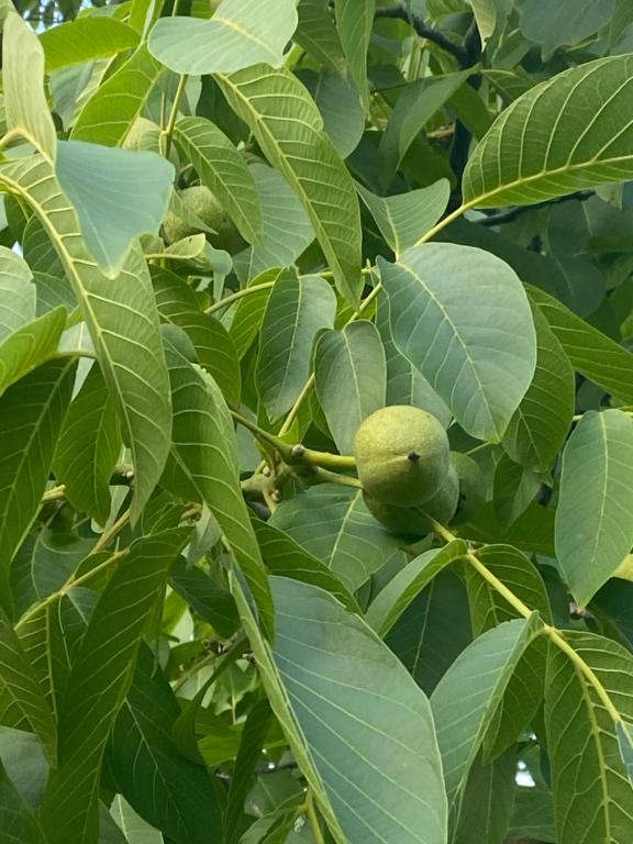 a green fruit on a tree with leaves at La casa dell’ edera in Lagune