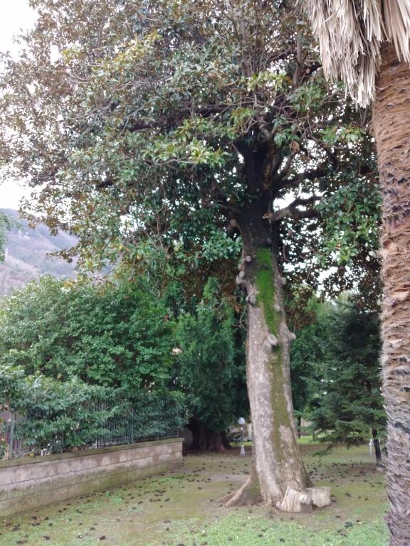 Ogród w obiekcie Villa Pellicano -Il nido