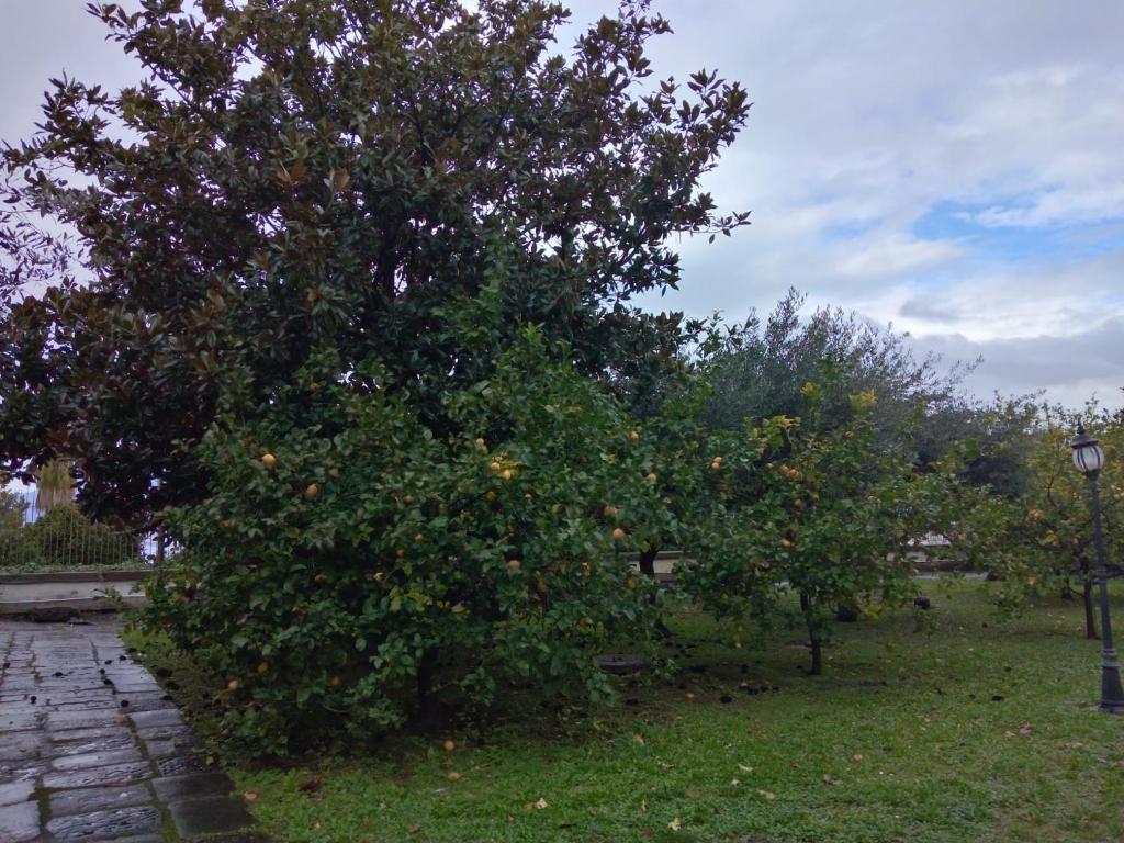 Ogród w obiekcie Villa Pellicano -Il nido