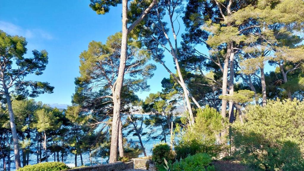 une vue sur les arbres depuis le jardin dans l'établissement Studio Saint Cyr sur mer, à Saint-Cyr-sur-Mer