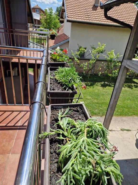 Zahrada ubytování Apartmani Tina - Srebrno jezero