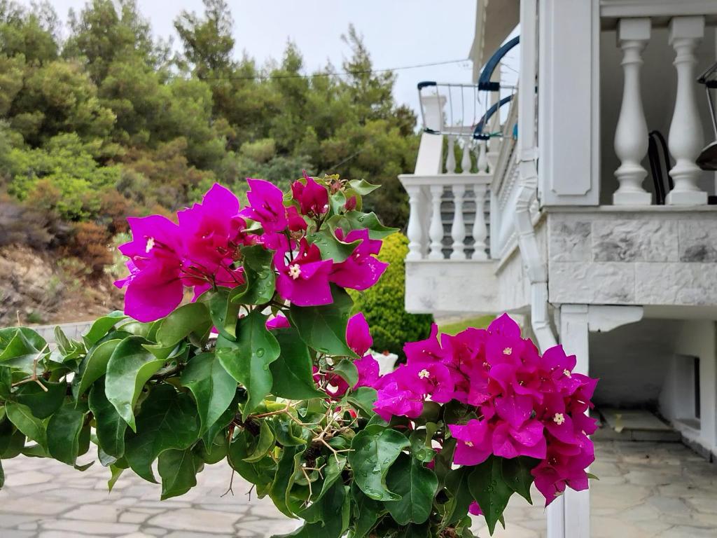 Fotografie z fotogalerie ubytování Althea Three - Sithonia Chalkidiki 250m from the beach v destinaci Akti Salonikiou