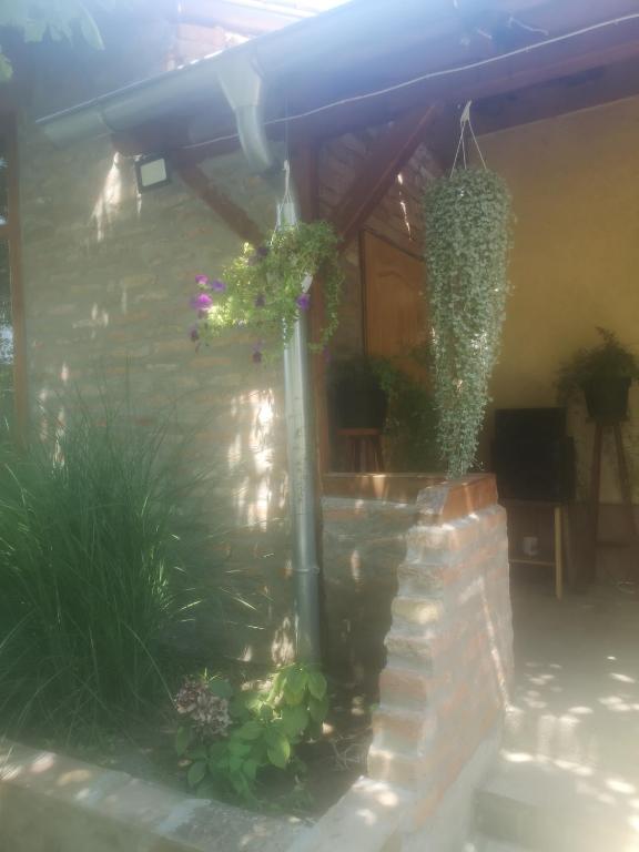 a patio with some plants in a building at CycloCamp & Hostel in Skorenovac