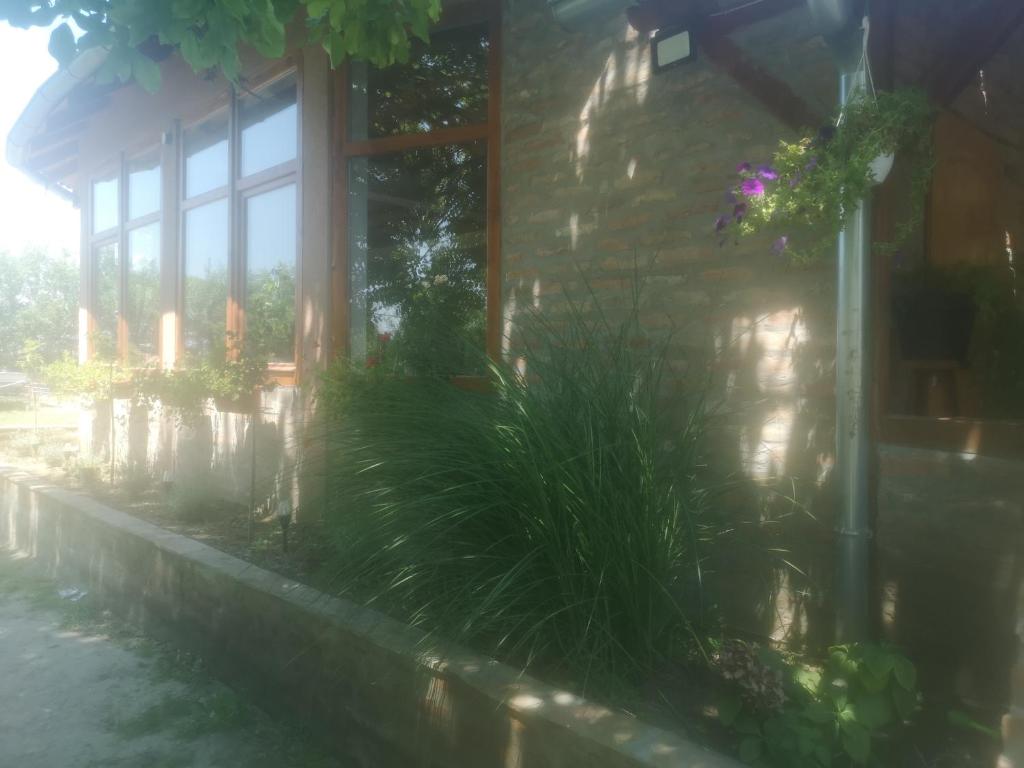 a building with plants on the side of it at CycloCamp & Hostel in Skorenovac