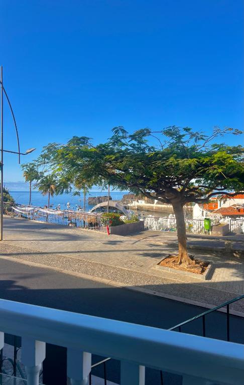 a tree in the middle of a street at Anchor House in Câmara de Lobos